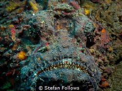 Bring it ... !

Reef Stonefish  - Synanceia verrucosa
... by Stefan Follows 